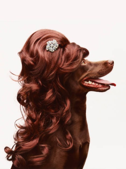 belinda - fashion stock pictures, royalty-free photos & images
