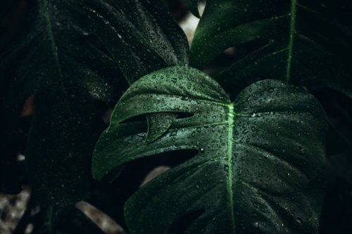 big green monstera leaves with dew drops - garden decoration stock pictures, royalty-free photos & images