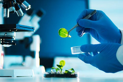 biotechnology - food stock pictures, royalty-free photos & images