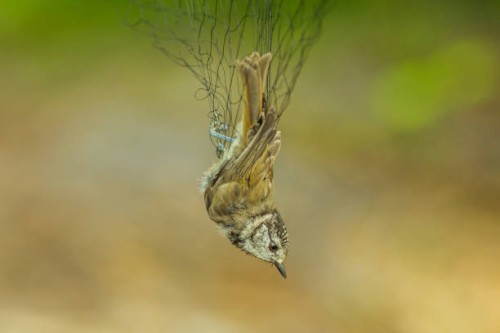 bird in net. ornithology. nature research. - garden decoration stock pictures, royalty-free photos & images