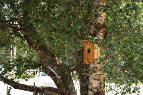 birdhouse in birch tree - garden decoration stock pictures, royalty-free photos & images