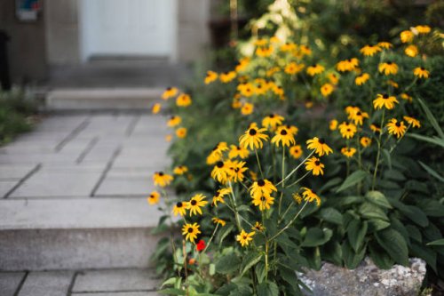 black-eyed susan in front of a house - garden decoration stock pictures, royalty-free photos & images