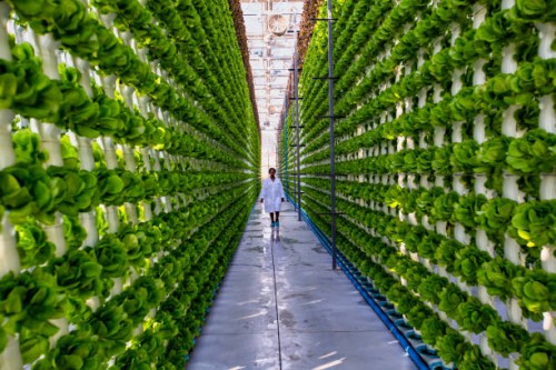 black african female farmer in white coat walking down a lettuce row in a greenhouse at a hydroponic farm. - food fotografías e imágenes de stock