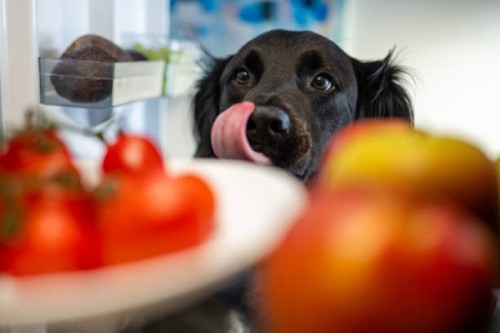 black dog looking at food in a refrigerator while licking it's mouth - food stock pictures, royalty-free photos & images