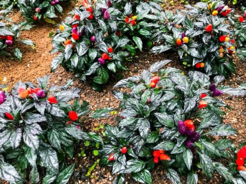 black leaf ornamental chili pepper plants in the rain - garden decoration stock pictures, royalty-free photos & images
