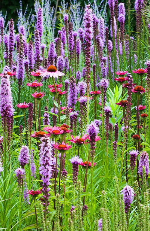 blazing star (liatris) flowers - ii - garden decoration stock pictures, royalty-free photos & images