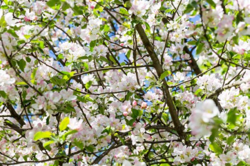 blooming apple tree in spring time for background - garden decoration stock pictures, royalty-free photos & images