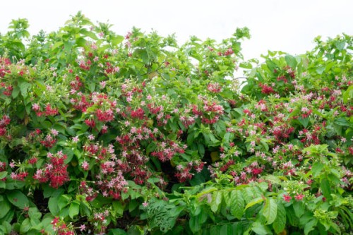 blooming pink bush - fresh nature - garden decoration stock pictures, royalty-free photos & images