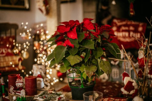 blooming poinsettia decorating at home - home decoration stock pictures, royalty-free photos & images