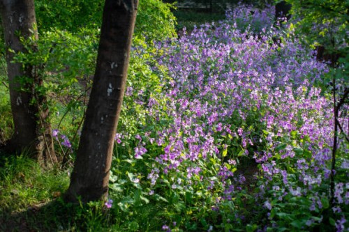 blooming purple cruciferous flowers with dew in the morning - garden decoration stock pictures, royalty-free photos & images