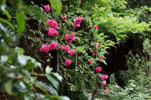 blooming red rose vine in the garden - garden decoration stock pictures, royalty-free photos & images