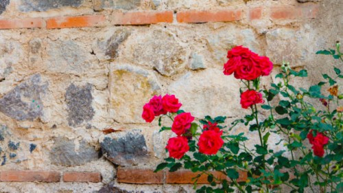 blooming roses against weathered wall - garden decoration stockfoto's en -beelden