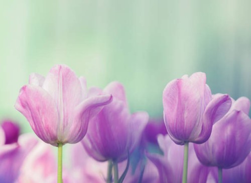 blooming tulip - garden decoration stock pictures, royalty-free photos & images
