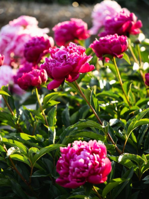 blossoming bush of pink purple peony in cottage garden - garden decoration stock pictures, royalty-free photos & images