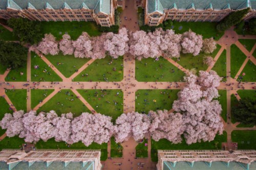 blossoming trees in a courtyard of the university of washington, usa. - garden decoration stock pictures, royalty-free photos & images