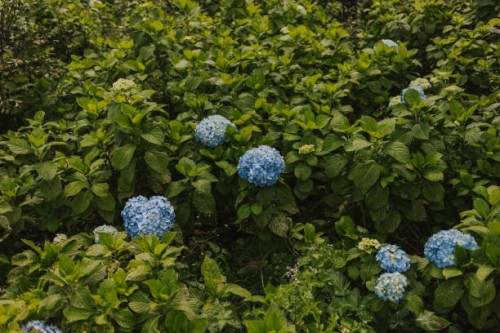 blue hydrangeas and big green bushes - garden decoration stock pictures, royalty-free photos & images