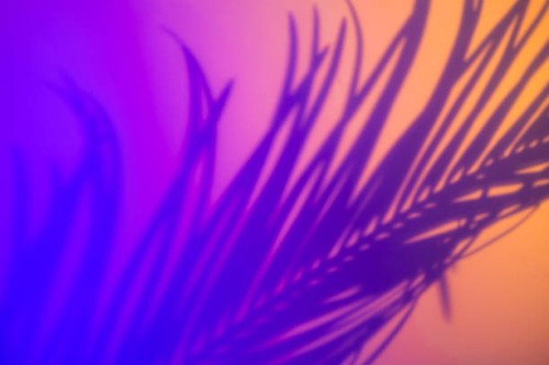 blurred colorful neon background with palm leaf shadows and lights pattern. copy space for your design. trendy colors of the year. - garden decoration stock pictures, royalty-free photos & images