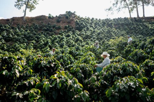 boeren werken bij een koffie boerderij verzamelen van koffiebonen - coffee stockfoto's en -beelden