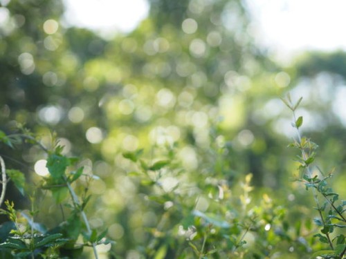 bokeh from sunlight small leaves green bush tree texture nature background - garden decoration stock pictures, royalty-free photos & images