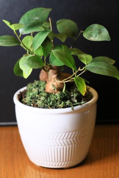 bonsai plant - garden decoration stock pictures, royalty-free photos & images