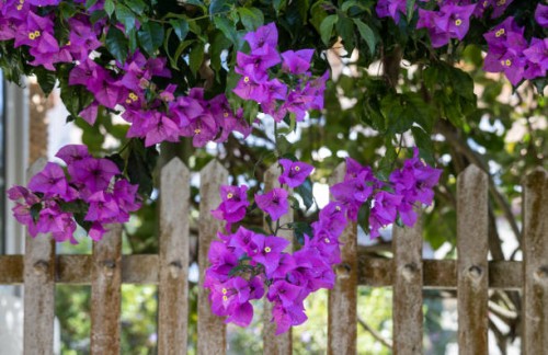 bougainvillea flower by the fence - garden decoration stock pictures, royalty-free photos & images