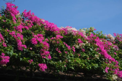 bougainvillea flower, yellow wall and wooden window - garden decoration stock pictures, royalty-free photos & images