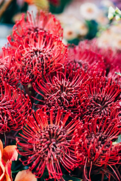 bouquet of red pincushion protea flowers. beautiful floral backdrop for your design. macro photography - garden decoration stock pictures, royalty-free photos & images