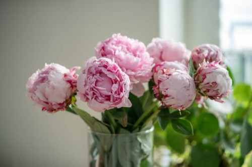 bouquet of soft pink fragrant peonies composed by florist in vase near window for home decoration - garden decoration stock pictures, royalty-free photos & images