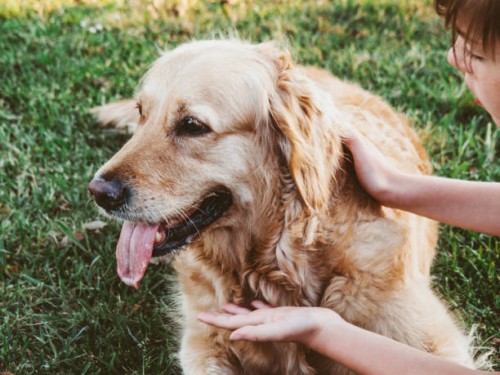 boy 8-9 years old with young golden labrador retriever dog. the boy strokes the dog very carefully and talks to it. - garden decoration stock pictures, royalty-free photos & images