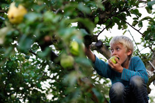 boy eating in fruit tree - food stockfoto's en -beelden