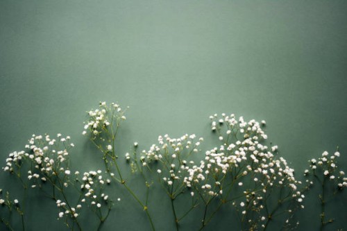 branches of white gypsophila on a dark background. universal background. gypsophila. floral background. place for an inscription. white flower. - home decoration stock pictures, royalty-free photos & images