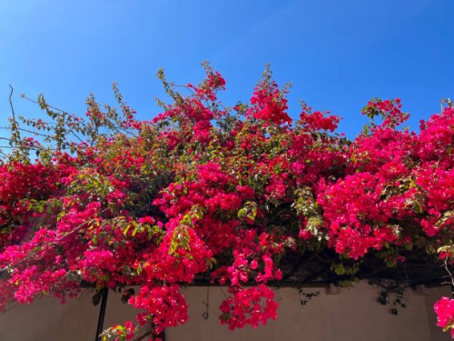 bright bougainvillea flowers hanging over wall - garden decoration stock pictures, royalty-free photos & images