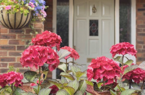 bright hydrangeas - garden decoration stock pictures, royalty-free photos & images
