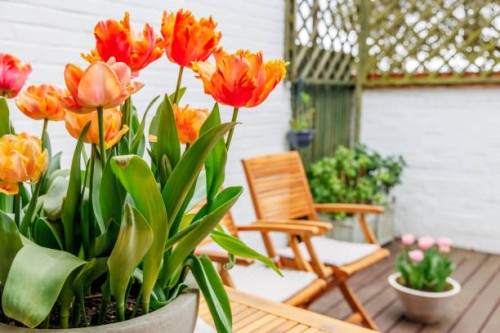 bright orange blooming tulips with garden furniture in the background - home decoration stock pictures, royalty-free photos & images