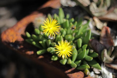 bright yellow cactus flowers - south africa - garden decoration stock pictures, royalty-free photos & images
