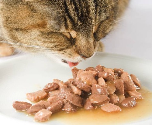 brown cat eating his food close up headshot - food stock pictures, royalty-free photos & images