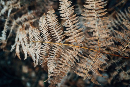 brown fern in nature - garden decoration stock pictures, royalty-free photos & images