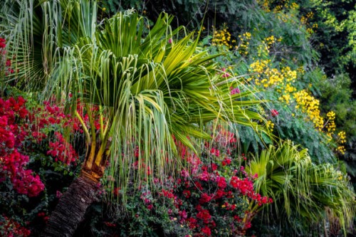 bugambilia flowers - garden decoration stock pictures, royalty-free photos & images