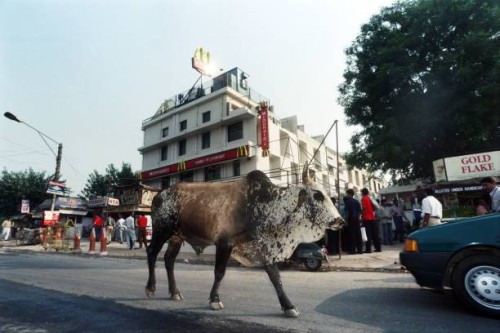 Bull walks past the first beefless McDonald's Restaurant in the world, the first Indian outlet of the US fast-food chain, shortly before officially...