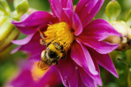 bumblebee sitting on pink flower with wings blurred as diping head towards center of plant, collecting yellow pollen. - garden decoration stock pictures, royalty-free photos & images