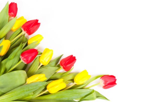 bunch of fresh tulips isolated on white background - garden decoration stock pictures, royalty-free photos & images