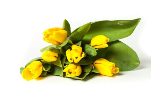 bunch of fresh yellow tulips isolated on white background - garden decoration stock pictures, royalty-free photos & images