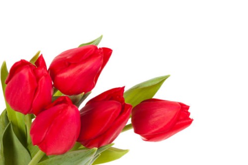 bunch of red tulips isolated on white background - garden decoration stock pictures, royalty-free photos & images