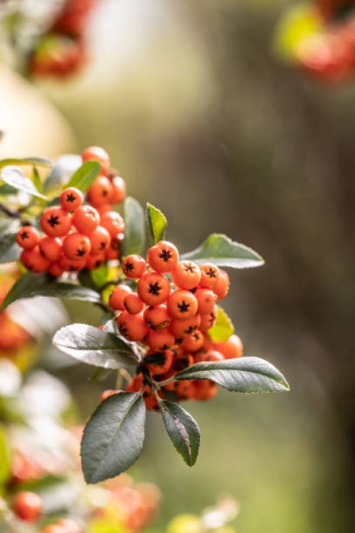 bunch of rowan berries on a tree in late summer. - garden decoration stock pictures, royalty-free photos & images