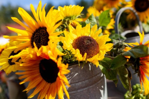 bunch of sunflowers in tin bucket - garden decoration stock pictures, royalty-free photos & images
