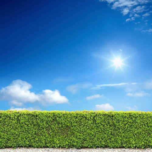 bush fence and sunny sky - garden decoration stock pictures, royalty-free photos & images