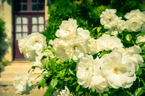 bush of beautiful roses in a garden - garden decoration stock pictures, royalty-free photos & images