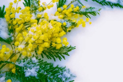 bush of yellow spring flowers mimosa,turda,romania - garden decoration stock pictures, royalty-free photos & images