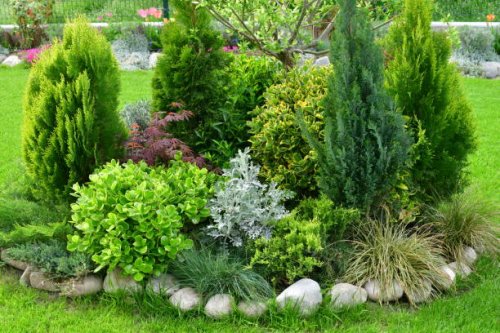 bushes of a number of varieties fill the frame, with a small patch of green grass at the base. - garden decoration stock pictures, royalty-free photos & images
