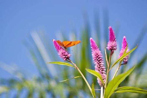 butterfly - garden decoration stock pictures, royalty-free photos & images